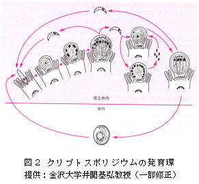 図2 クリプトスポリジウムの生活環