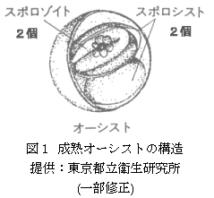 図1 成熟オーシストの構造