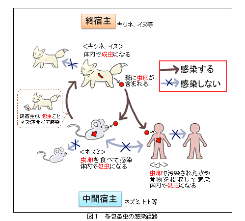 多包条虫の感染経路