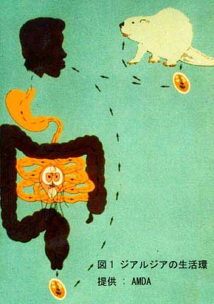 図1 ジアルジアの生活環