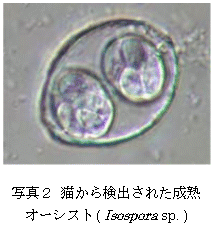 猫から検出された成熟オーシスト(Isospora sp.)の写真