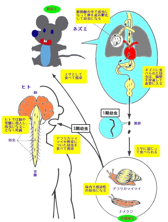 広東住血線虫の発育と感染のしかたの図