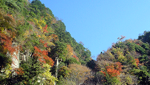 森林の写真