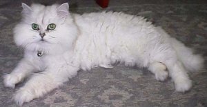 猫の写真