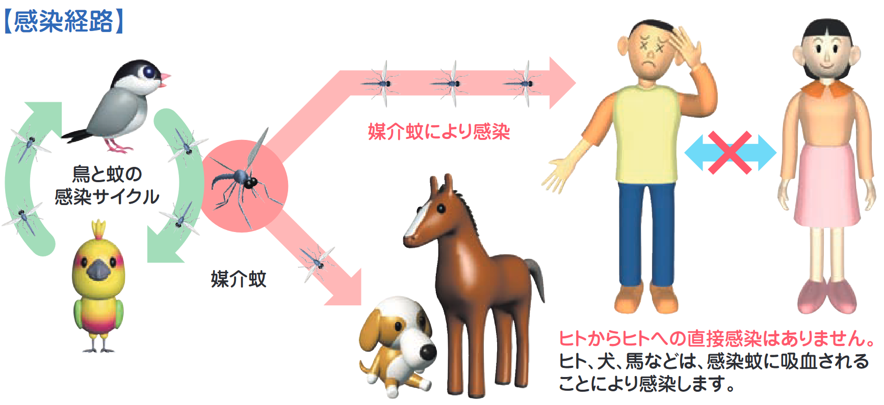 ウエストナイル熱の感染経路