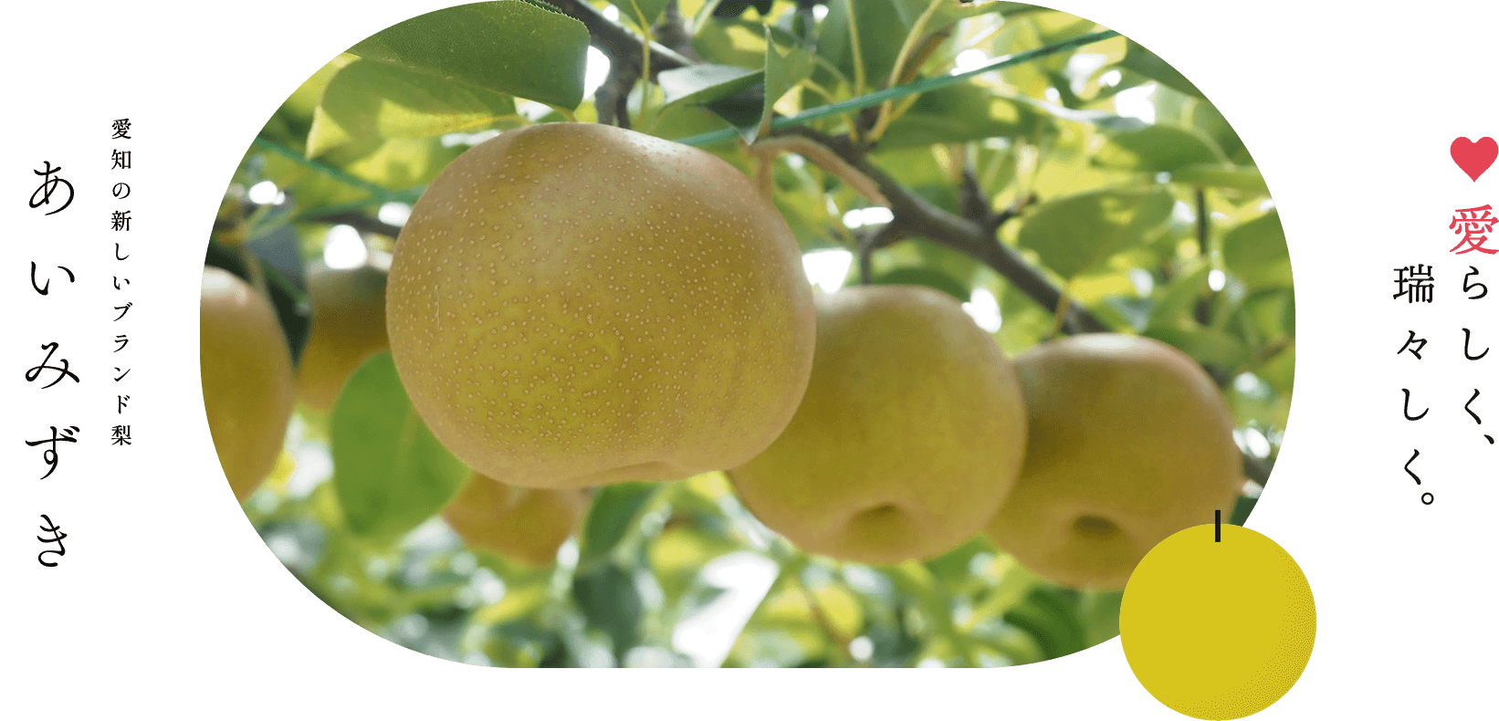 愛らしく、瑞々しく。愛知の新しいブランド梨あいみずき