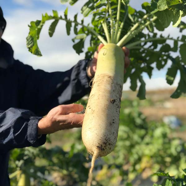 野菜の写真