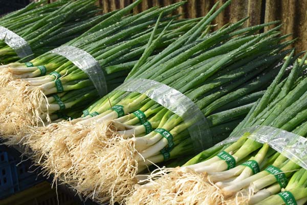 野菜の写真