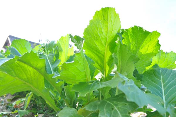 野菜の写真