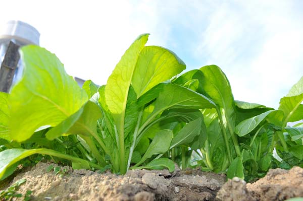 野菜の写真