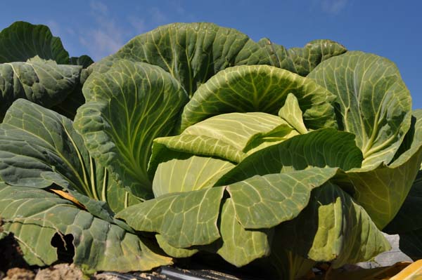 野菜の写真