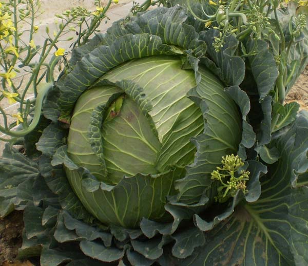 野菜の写真