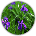 Prefectural Flower: Kakitsubata(Rabbitear Iris)