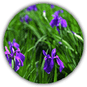 Flor da Província: Íris (Kakitsubata)