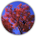 Árvore da Província: Bordo vermelho (Hananoki) 