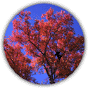 Árvore da Província: Bordo vermelho (Hananoki)