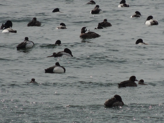 ガンカモ類の生息調査