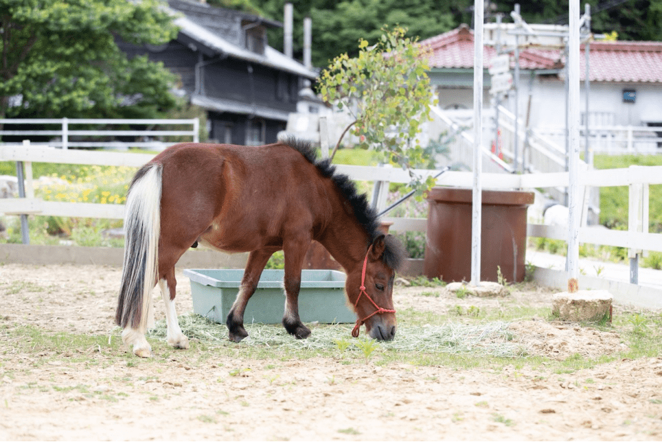 馬の写真