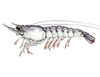 アカシャエビ