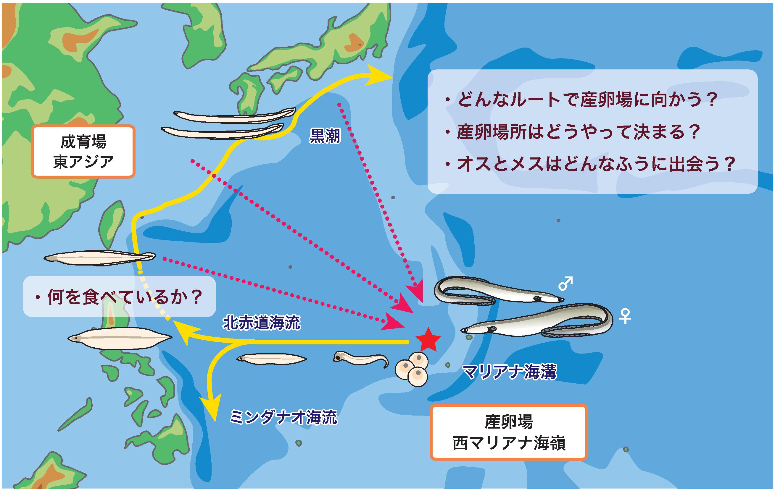 うなぎの回遊経路（（独）水産総合研究センターHPより転載）