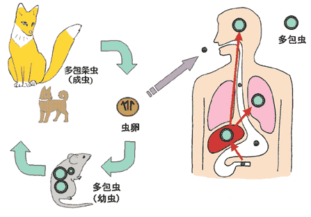 エキノコックスの感染経路（この図は、IDWR.2001年第48号より引用、一部改編））