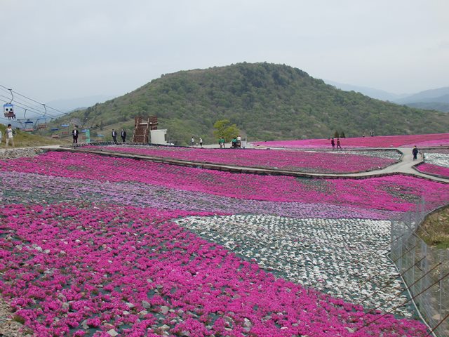 芝桜