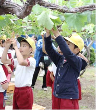 ブドウの花摘みをする小学生