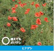 植えてよいけし(ヒナゲシ)