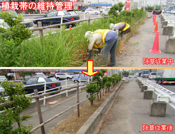 植栽帯の維持管理の写真