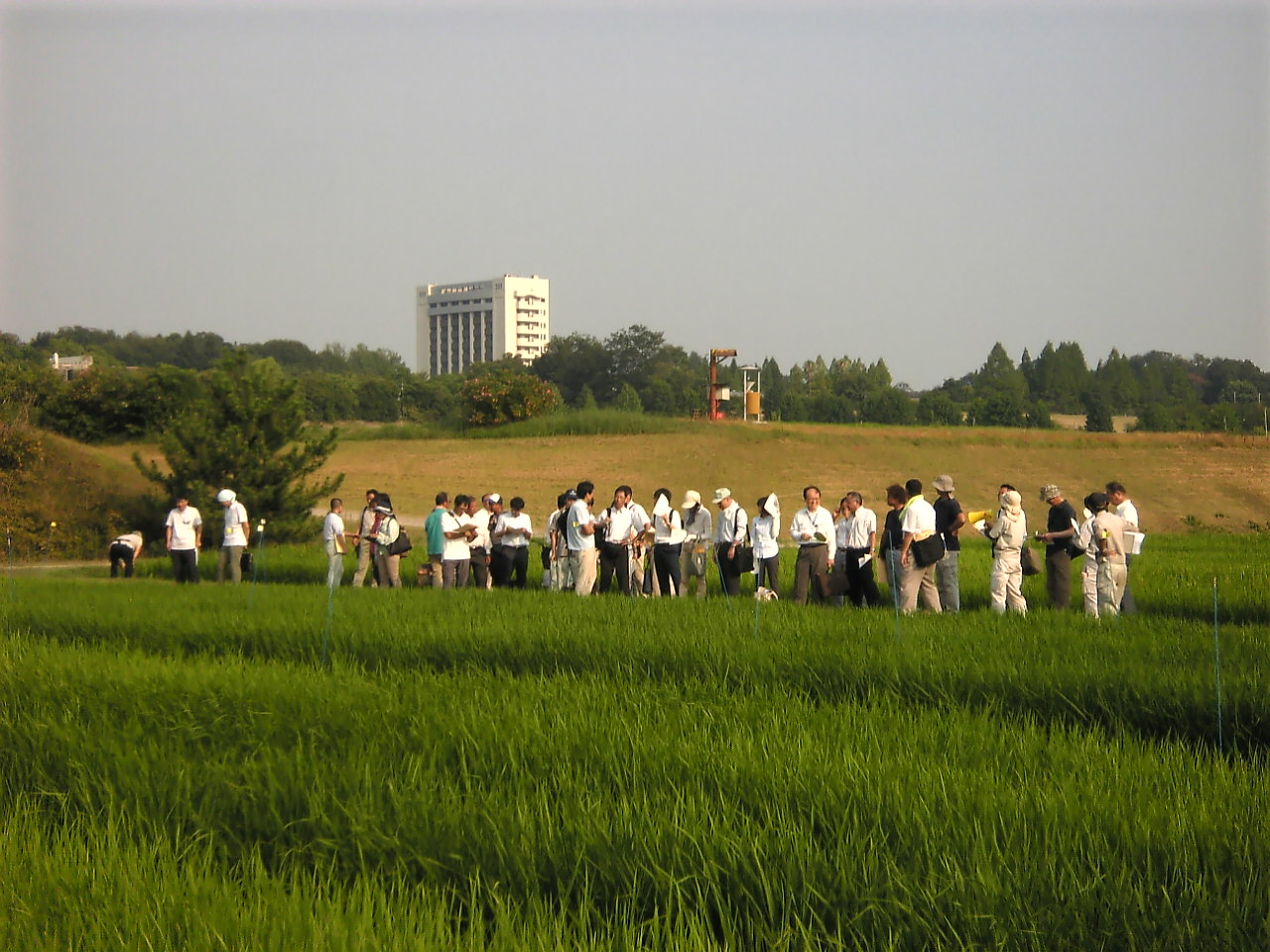 場内試験ほ場見学