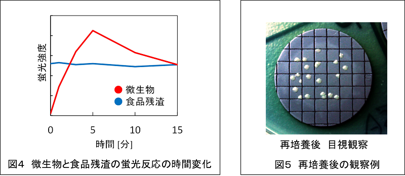 図4 微生物と食品残渣の蛍光反応の時間変化 図5 再培養後の観察例