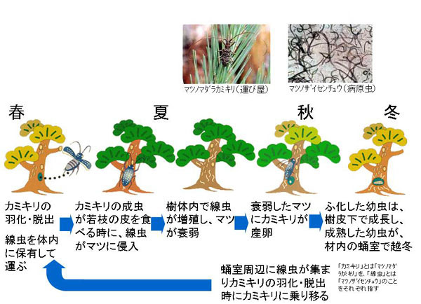 松くい虫被害発生の仕組みと対策　1　被害発生の仕組み