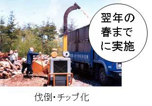 伐倒駆除(秋期から春期)