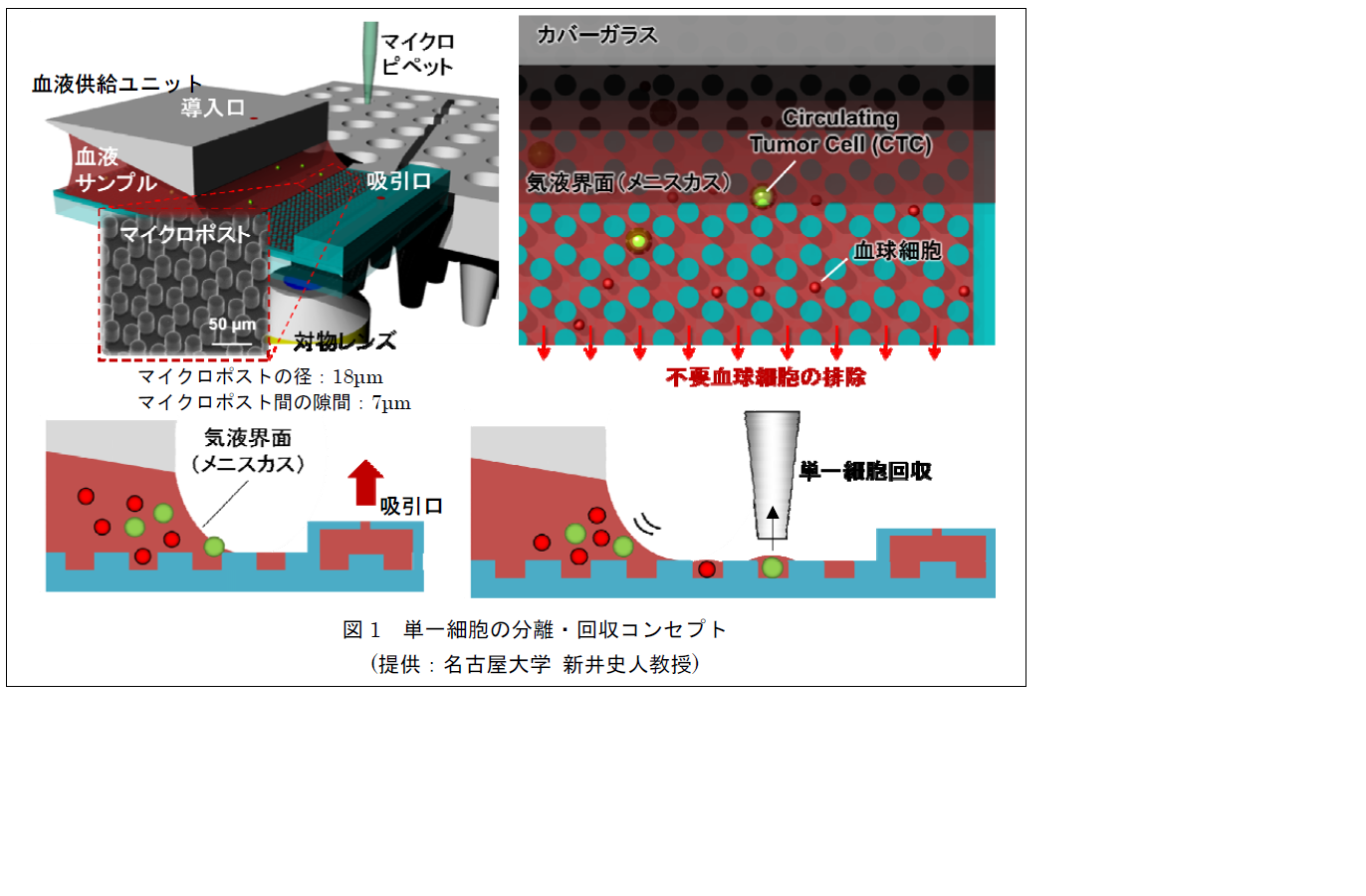 図1 単一細胞分離・回収コンセプト