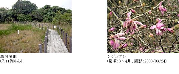 黒河湿地 シデコブシ