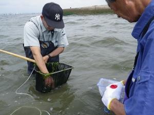 放流したクルマエビを調査している様子
