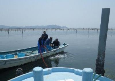 ガザミ放流の様子