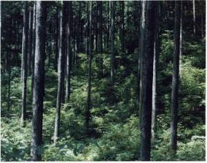 複層林