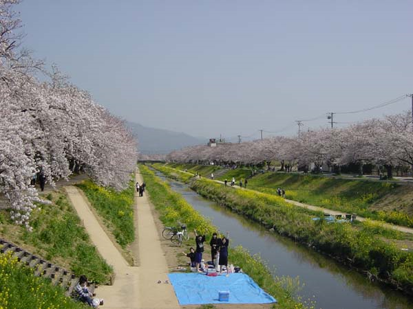 《春の佐奈川》