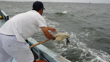 栽培漁業センターで生産されたとらふぐの稚魚を放流している写真です