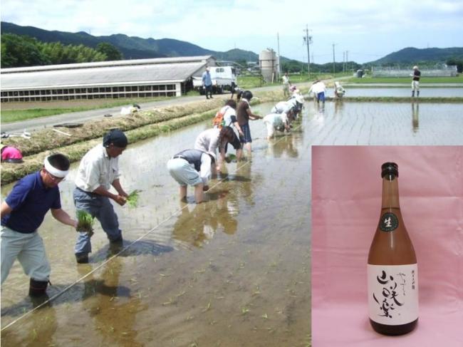 酒米（田植）の様子