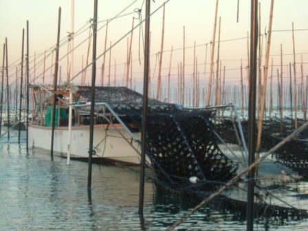 もぐり船と呼ばれる漁船が網の下をくぐりながら、のりを摘み採っている写真です