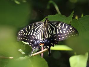 アゲハチョウ