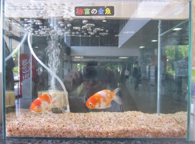 金魚