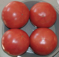 tomato