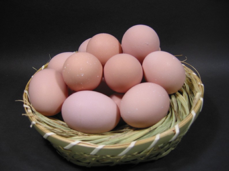 名古屋コーチンの卵