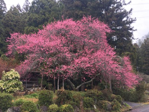 花の写真