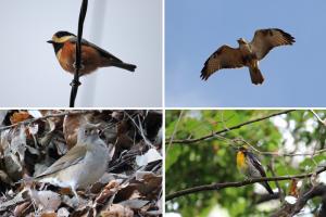 遊歩施設でみられる野鳥の一部