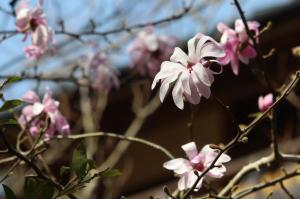 シデコブシの開花