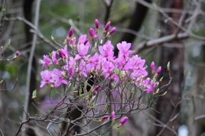 コバノミツバツツジの開花